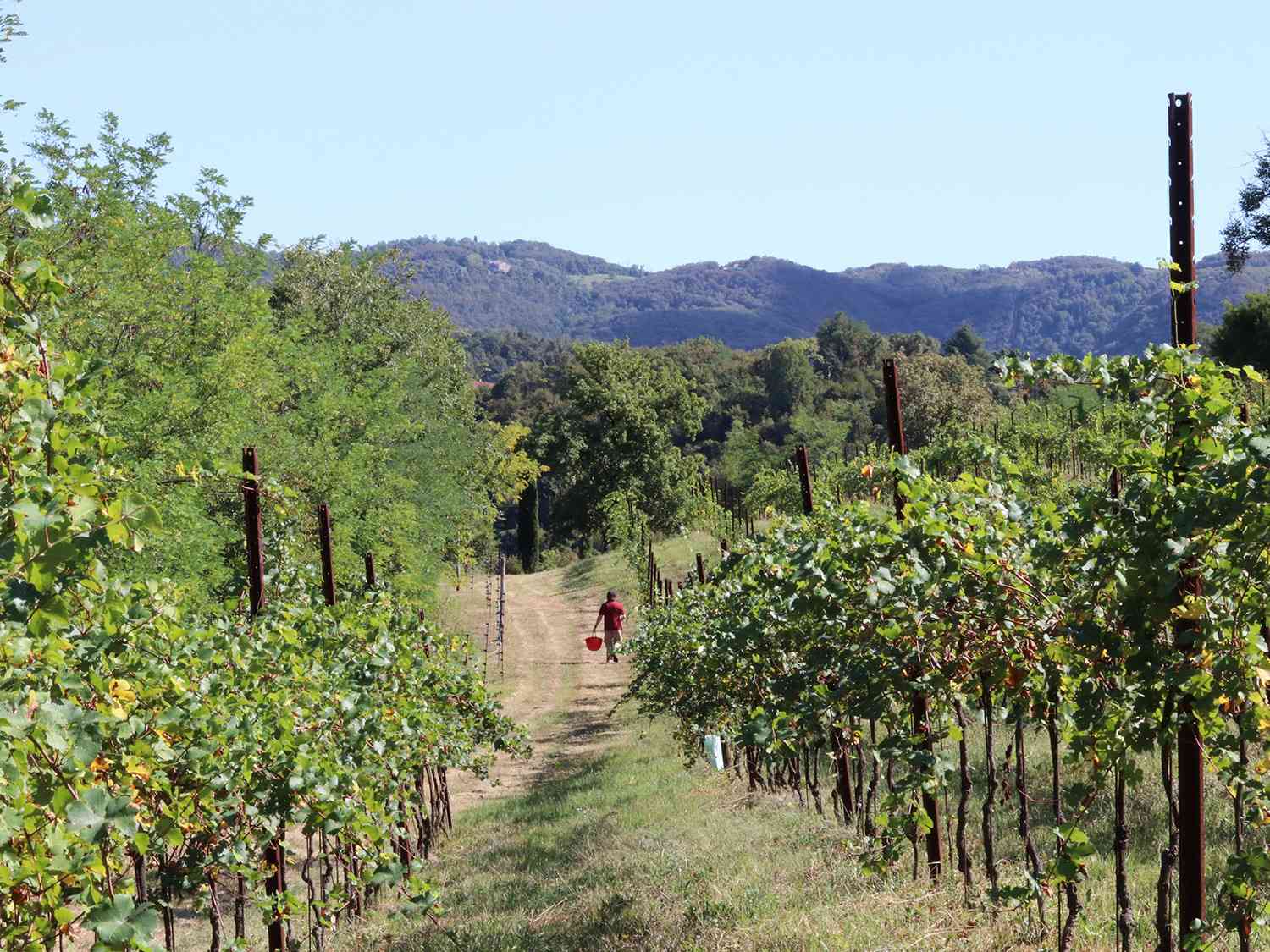 Bosco Delle Vigne